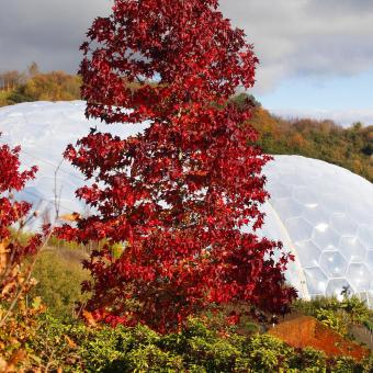 Sweet gum tree in front of the Eden Project Biomes